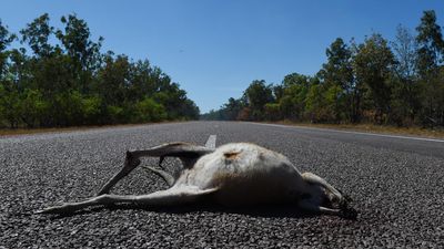 Roadkill has unexpected upside for conservation efforts