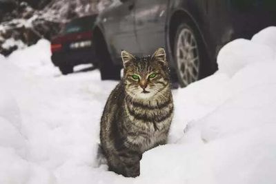 Is Your Cat Freezing Without You Realising? Temperature Limits Every Owner Must Know