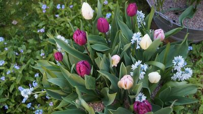 Is January too late to plant spring bulbs? No, but here's how to do it the right way
