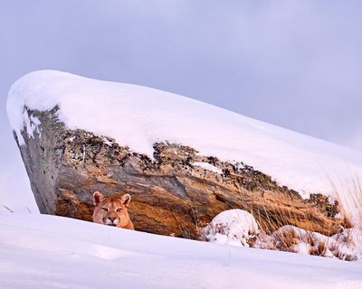 The Puma by Daniel Wiles review – a visceral tale of cyclical violence