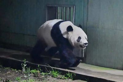 Japan’s Farewell to Their Last 2 Beloved Pandas: People get emotional