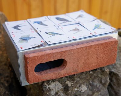 Swift bricks to be installed on all new buildings in Scotland as MSPs back law