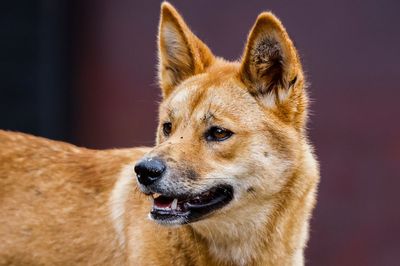 Indigenous group outraged after Australia kills dingoes linked to backpacker’s death