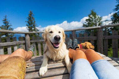 The rise of pet-friendly travel: Bookings for vacations welcoming dogs surge by 260 percent