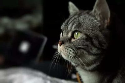 Ever Seen Glowing Eyes in the Dark These Animals Are Watching You