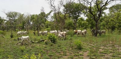 Indigenous trees might be the secret to climate resilient dairy farming in Benin, says this new study