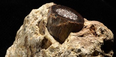 Life in fossil bones: what we can learn from tiny traces of ancient blood chemicals