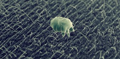 Scabies outbreak in UK and Europe – what you need to know