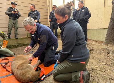 Live TV report on cougar capture in San Francisco neighborhood interrupted by coyote