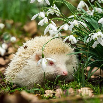 The garden maintenance jobs hedgehog experts wish you'd stop doing – protect these garden visitors by avoiding these spring tidy-up mistakes