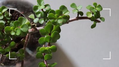 Why is my jade plant dropping leaves? Plant experts reveal the reasons your succulent may be shedding