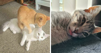 34 Cats Whose Brains Seemed To Have Switched Off, And The Results Are Hysterical