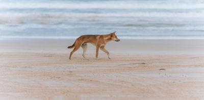 Will killing dingoes on K’gari make visitors safer? We think it’s unlikely