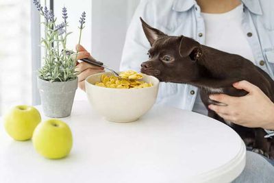 What’s in Your Pet’s Bowl in 2026? These Superfoods Matter