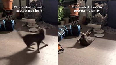 Tabby Cat gets completely distracted by his own tail - and it’s pure comedy