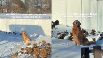 This golden retriever sat in freezing snow like a king and the Internet is obsessed