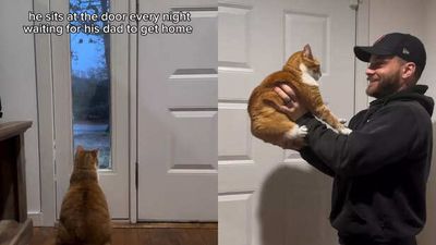 This cat waits by the door every evening for his dad and the reunion is melting hearts online
