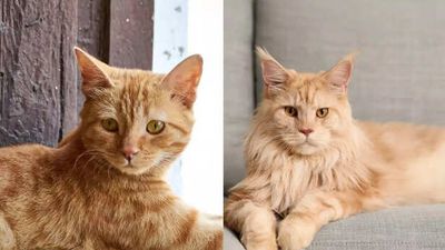 Indian domestic cats vs Persian cats: Which one is best for families with kids?