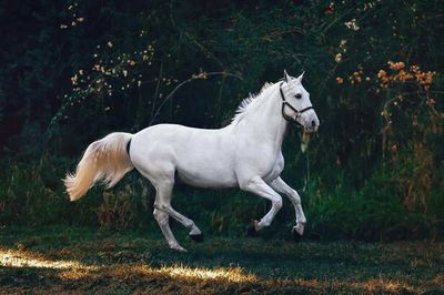5 Unique Horse Breeds Found Across the World