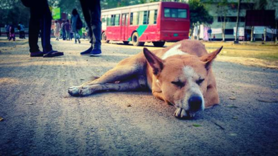 Unconditional love, the Ratan Tata way: Why his greatest legacy has four legs