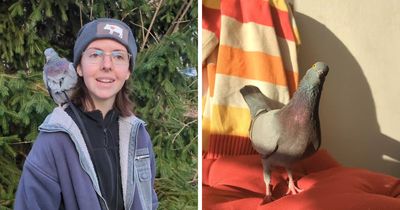 This Injured Pigeon Found A Home, A Routine, And Daily Adventures Outside (22 Pics)