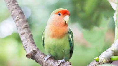 10 Parrot breeds exclusively found in india that you most likely don’t know