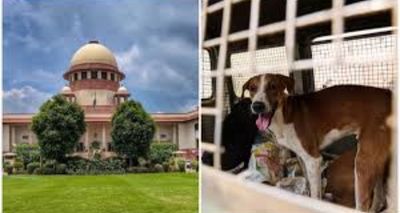 Supreme Court Reserves Verdict on Pleas Seeking Changes to Stray Dogs Case