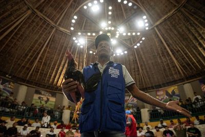 As Colombia moves to outlaw cockfighting, a bloody night unfolds in Cartagena