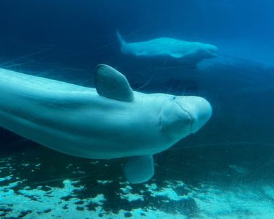 Valium, health checks and fabric slings: the complex logistics of moving 30 beluga whales