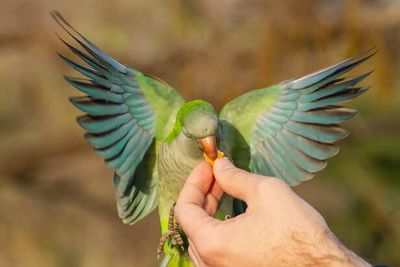 Feather Plucking In Parrots Is Not Random. Here Is Why It Happens