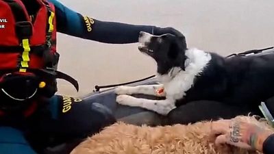 Cats and dogs rescued after floods in southern Spain