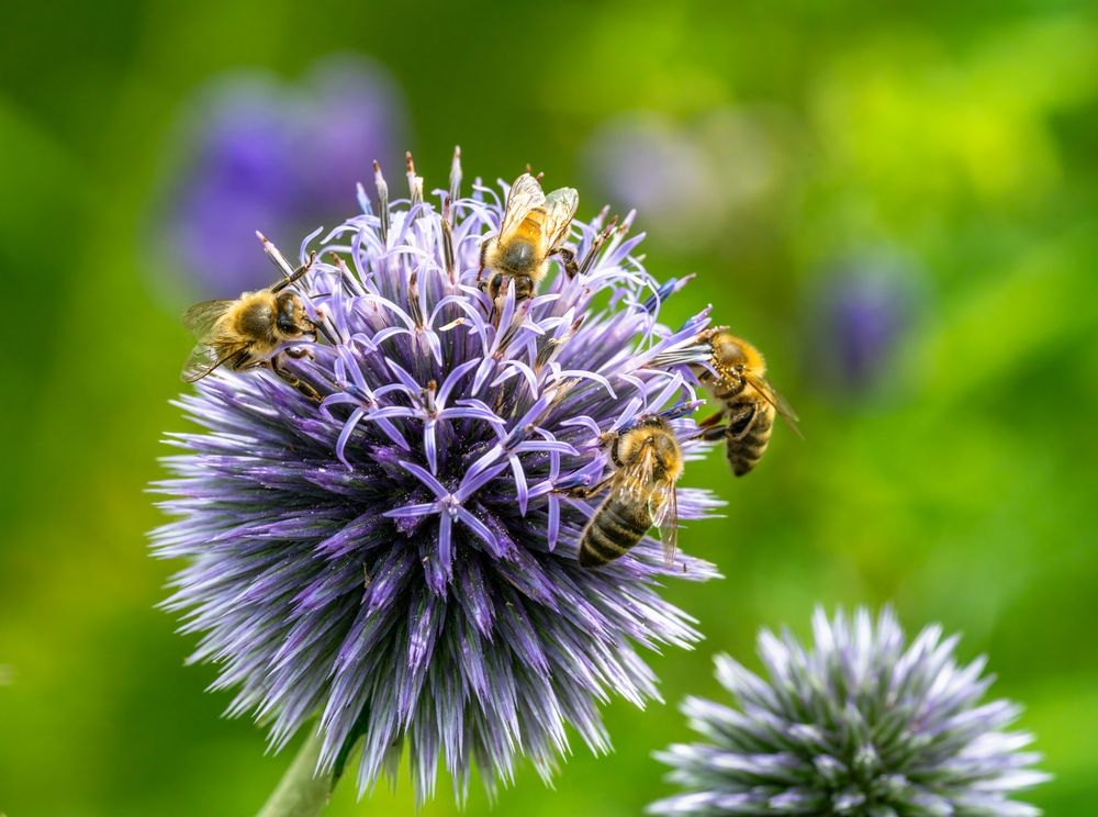 10 Flowers That Attract Pollinators Without Extra…