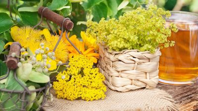 From January to December, There’s a Delicious Herbal Tea Plant for Every Birth Month – Discover Yours and How to Grow It at Home