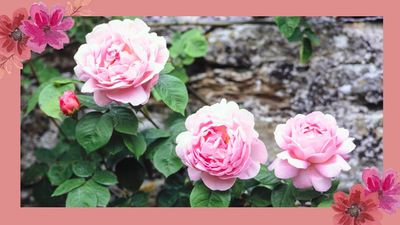 Want more blooms this spring? Stop training climbing roses up and do this instead, says our garden expert