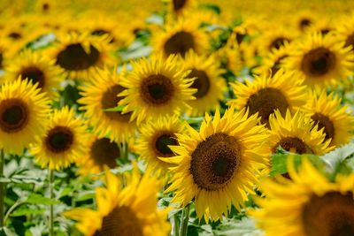 6 Annuals That Grow Well Without Daily Care