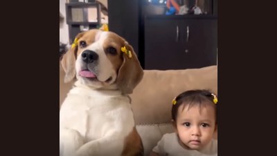 Even the family dog wants a hair clip: A viral moment that’s melting hearts