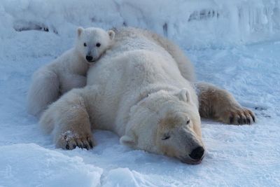 Svalbard’s polar bears keep body condition despite rapid ice loss, study finds