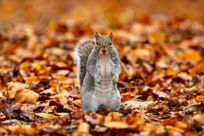 Grey squirrels could be given contraceptives to control invasive species