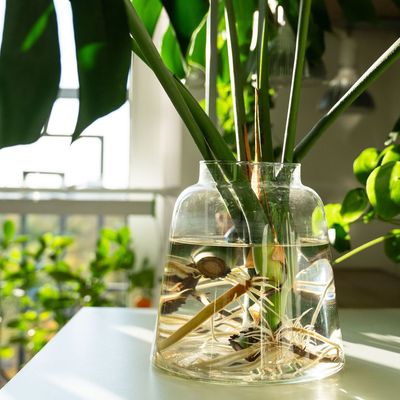 7 plants you can grow in water all year round – the effortless, mess-free way to grow vegetables and houseplants