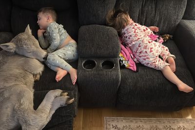 Family rescues ‘frozen’ newborn calf from extreme temperatures