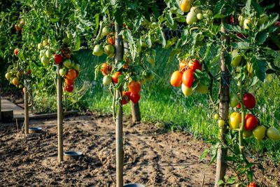 Gardeners Are Switching to Fewer Varieties to Cut Costs