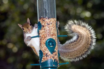 New tactics deployed to tackle invasive grey squirrels