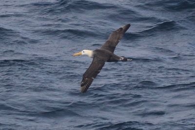 Seagoing albatross makes rare appearance off California coast, startling researchers