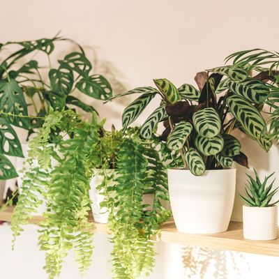 Your birth month has a houseplant – this is the meaning behind yours and how to grow it in your home