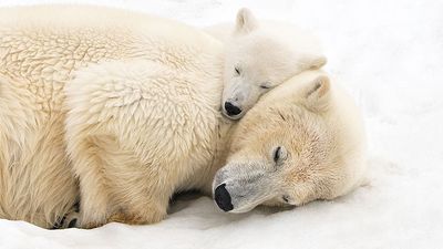"No photograph is worth more than the life it portrays or the landscape it inhabits" – intimate arctic moment of mother and cub recognized in photo competition