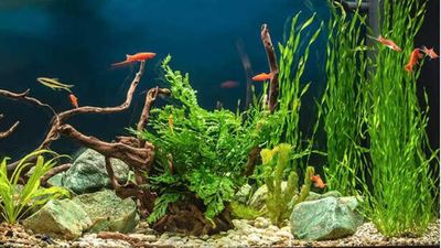 How to set up a fish tank the right way; important steps to remember