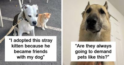 74 Adopted Animals Whose First Month In Their Forever Homes Is Pure Wholesomeness (January Edition)