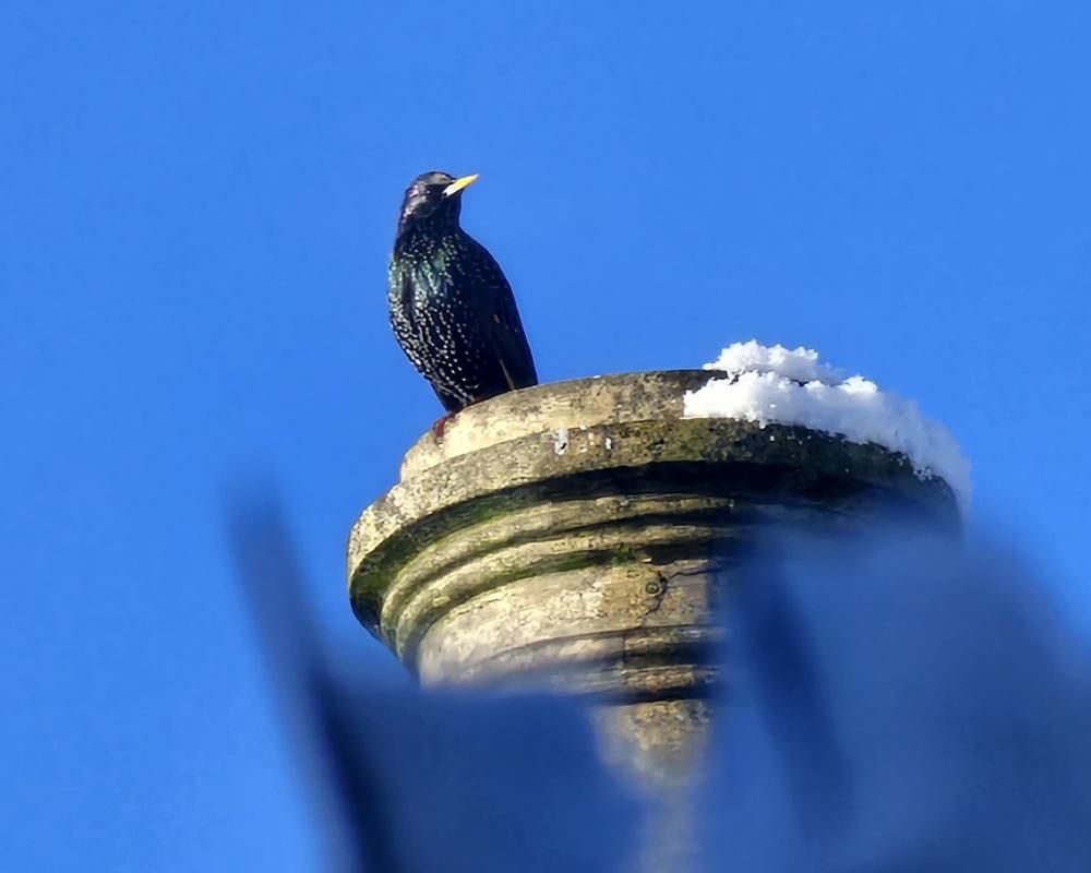 Bit Bit Bird Country diary: Bit by bit, bird by bird, our wildlife…