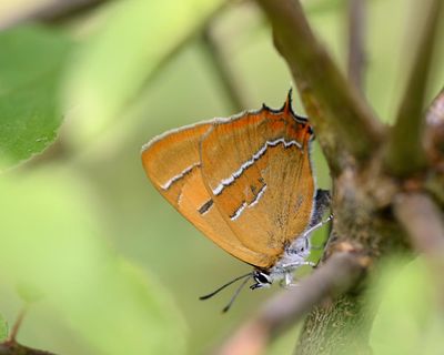 Rare butterflies bounce back after landowners in Wales cut back on flailing hedges