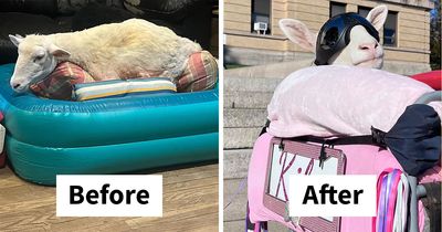 Kiki Couldn’t Stand Or Walk, But She Still Found Freedom On Four Wheels (28 Pics)